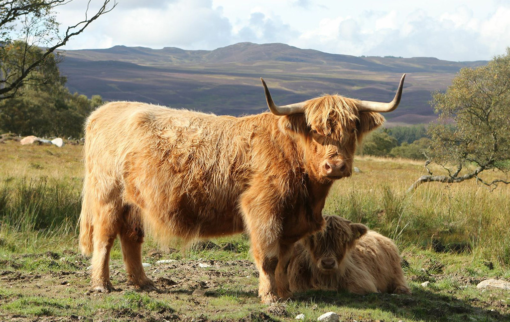 Pedigree Highland & Shorthorn X Cattle, Balnabroich Farm, Strathardle, Perthshire, Scotland | Highland Cattle Perthshire | Highland Beef Perthshire | Beef Shorthorn Perthshire | Shorthorn Cross Perthshire | Shorthorn X Perthshire | Highland Cattle Scotland | Highland Beef Scotland | Beef Shorthorn Scotland | Shorthorn X Scotland | Shorthorn Cross Scotland | Scottish Highland Cattle | Scottish Highland Beef | Scottish Beef Shorthorn | Scottish Shorthorn X | Scottish Shorthorn Cross