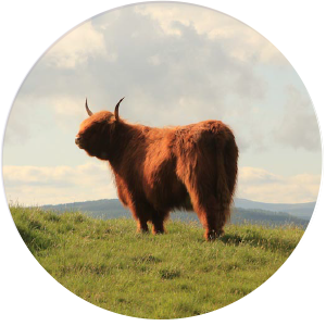 Pedigree Highland & Shorthorn X Cattle, Balnabroich Farm, Strathardle, Perthshire, Scotland | Highland Cattle Perthshire | Highland Beef Perthshire | Beef Shorthorn Perthshire | Shorthorn Cross Perthshire | Shorthorn X Perthshire | Highland Cattle Scotland | Highland Beef Scotland | Beef Shorthorn Scotland | Shorthorn X Scotland | Shorthorn Cross Scotland | Scottish Highland Cattle | Scottish Highland Beef | Scottish Beef Shorthorn | Scottish Shorthorn X | Scottish Shorthorn Cross Pedigree Highland & Shorthorn X Cattle, Balnabroich Farm, Strathardle, Perthshire, Scotland | Highland Cattle Perthshire | Highland Beef Perthshire | Beef Shorthorn Perthshire | Shorthorn Cross Perthshire | Shorthorn X Perthshire | Highland Cattle Scotland | Highland Beef Scotland | Beef Shorthorn Scotland | Shorthorn X Scotland | Shorthorn Cross Scotland | Scottish Highland Cattle | Scottish Highland Beef | Scottish Beef Shorthorn | Scottish Shorthorn X | Scottish Shorthorn Cross